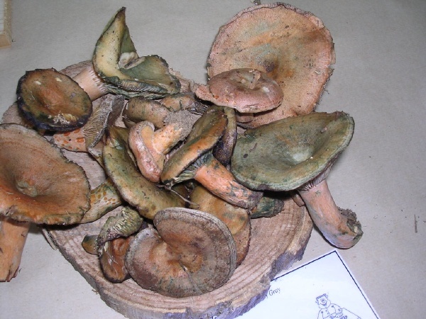 LACTARIUS DELICIOSUS